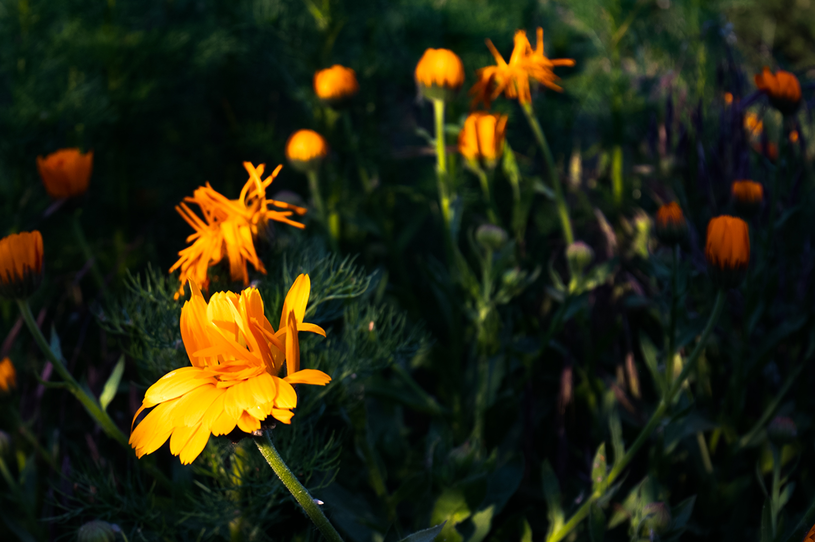 Yellow Flower