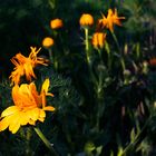 Yellow Flower