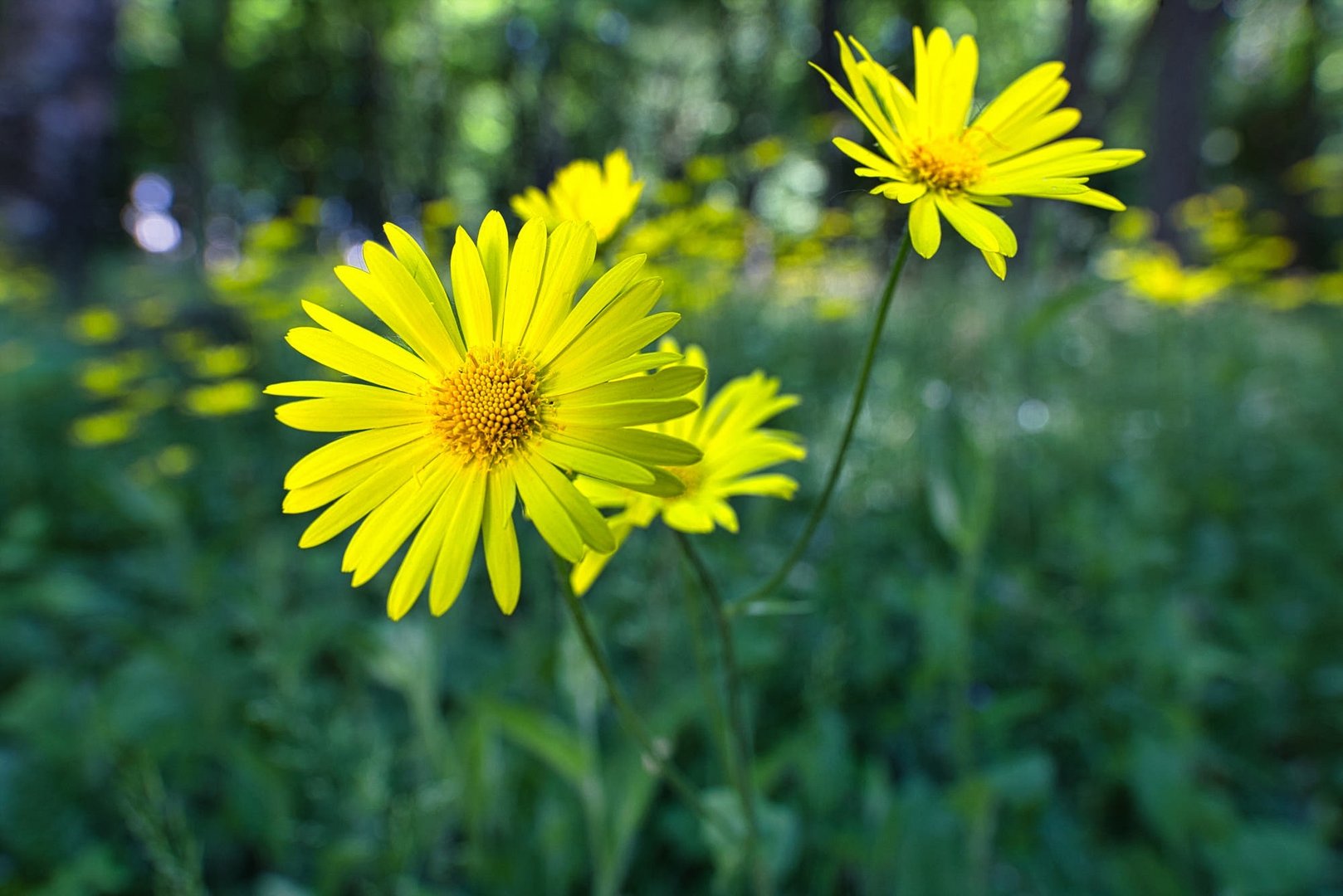 Yellow Flower