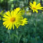 Yellow Flower