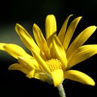 Yellow flower