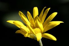 Yellow flower