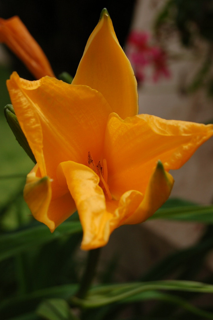 yellow flower