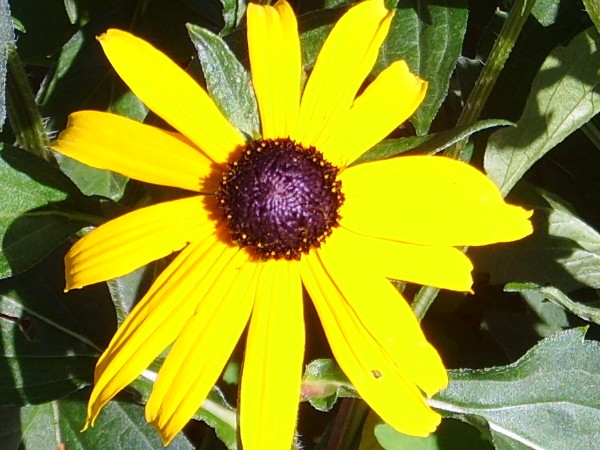 yellow flower