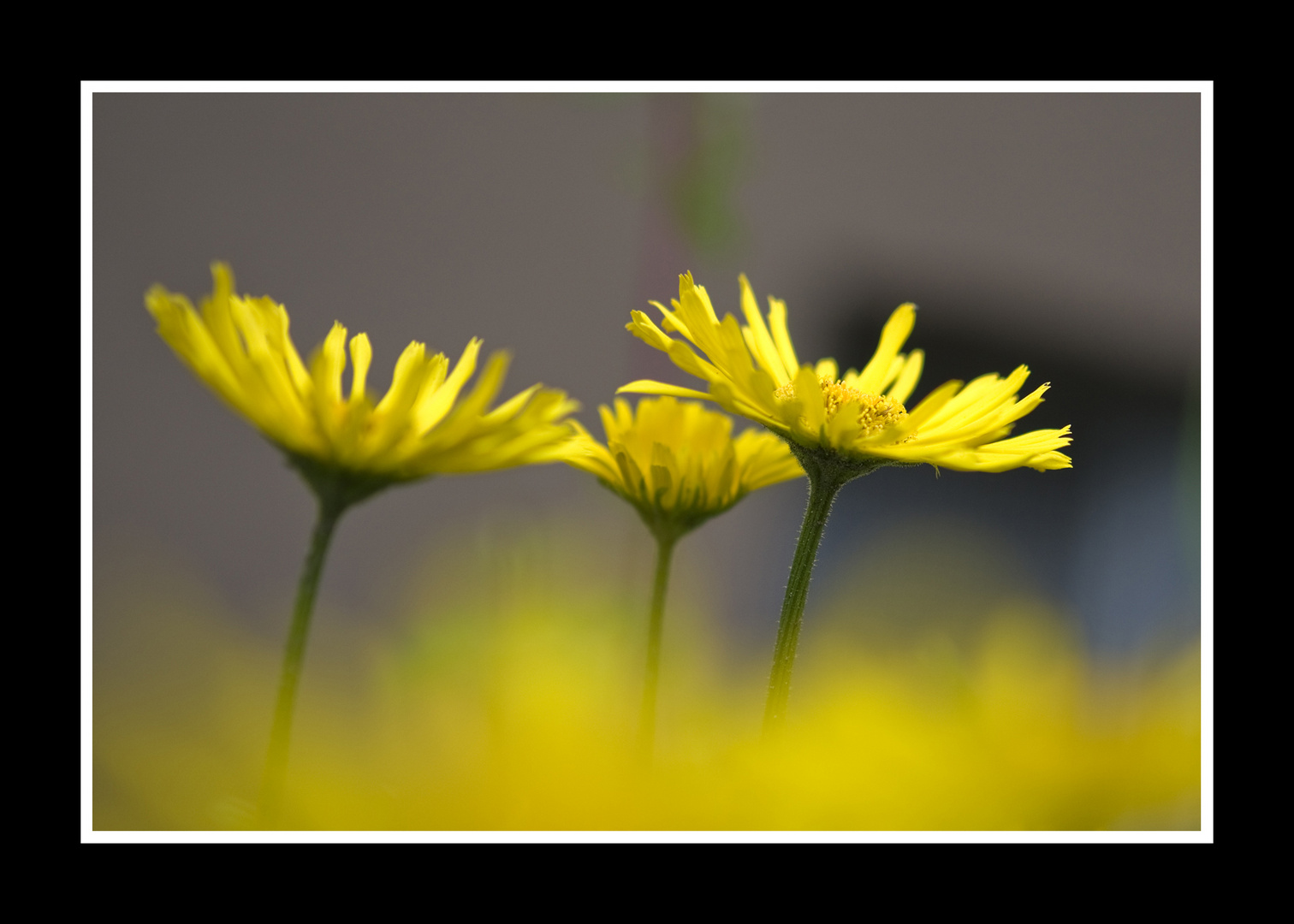 Yellow Flower