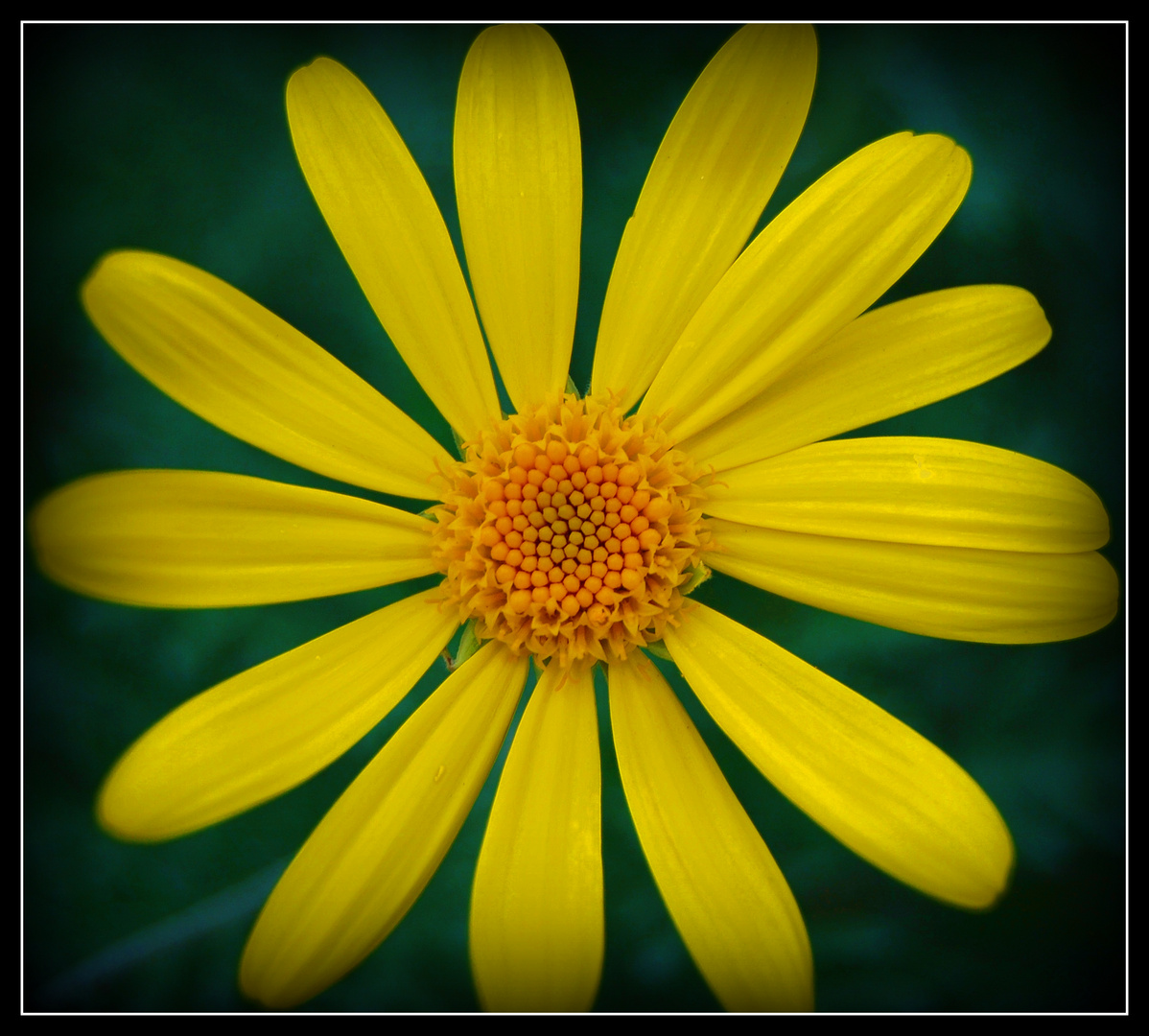 yellow flower