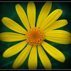 yellow flower