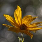 yellow Flower