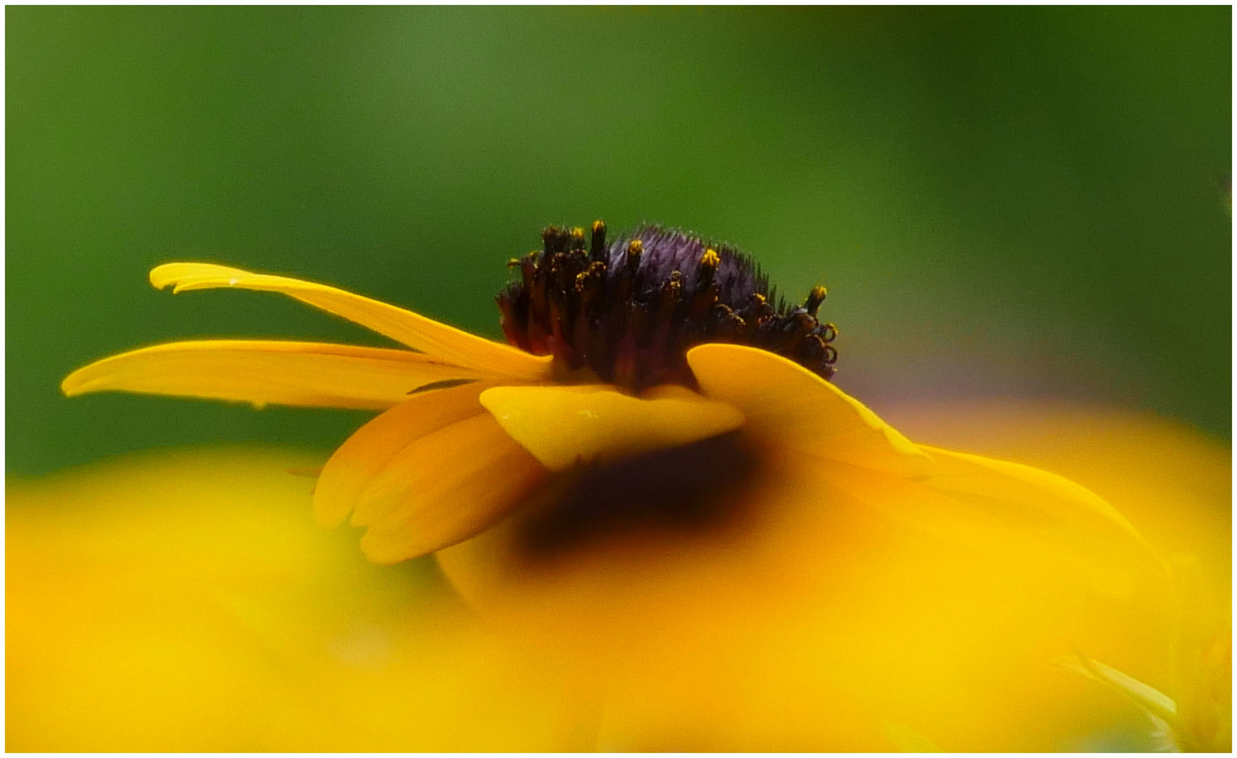 Yellow flower