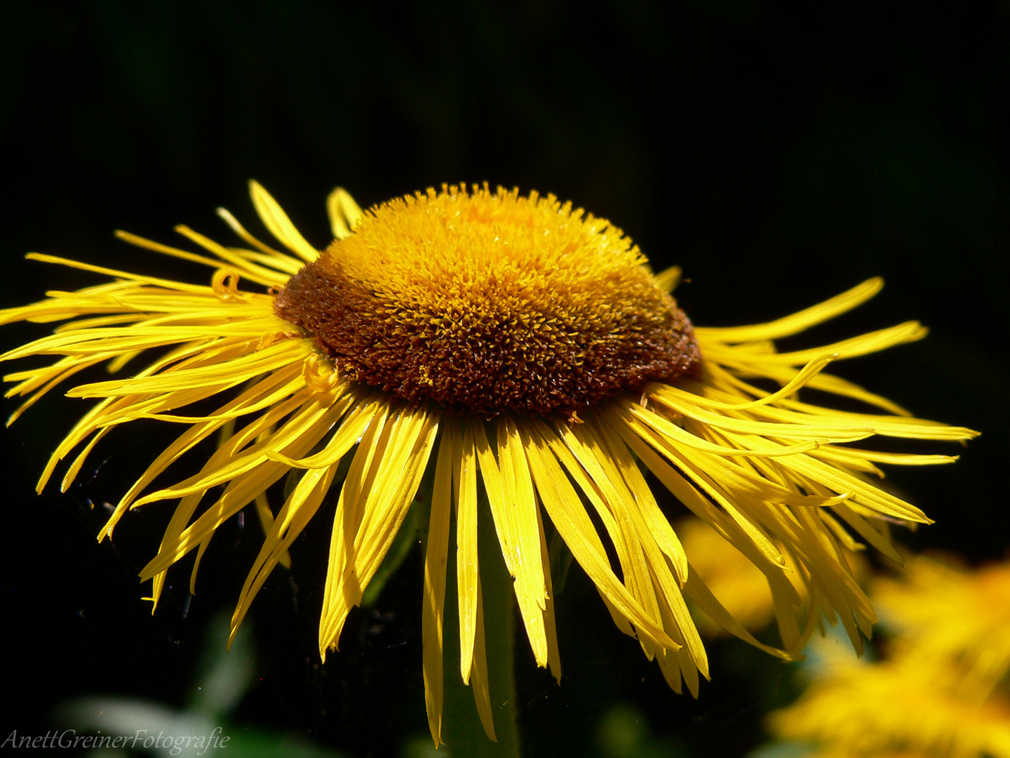 Yellow Flower