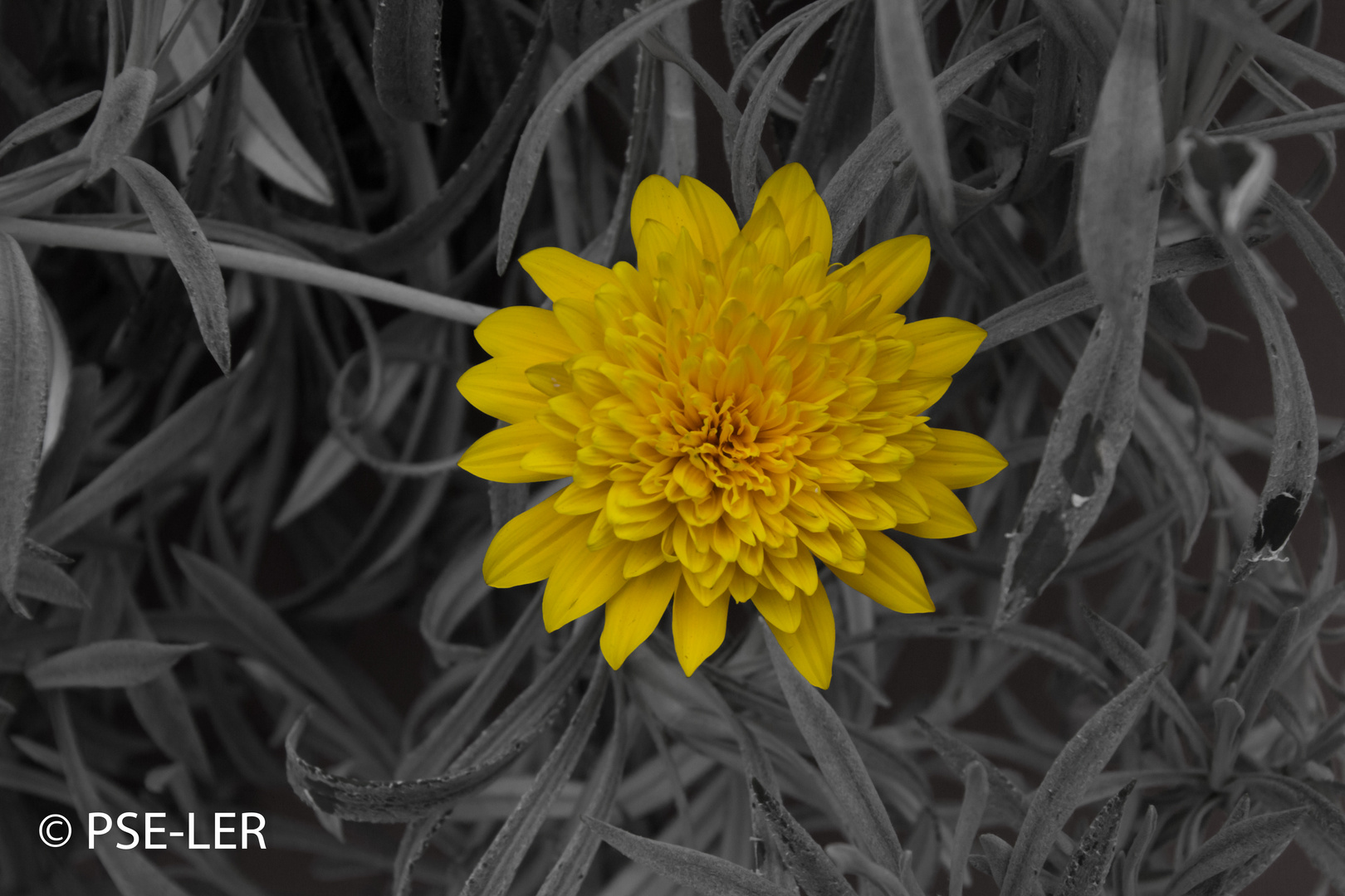 Yellow Flower