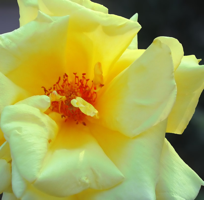 Yellow Flower