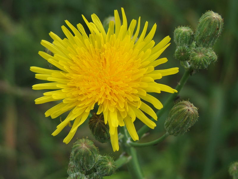 Yellow flower