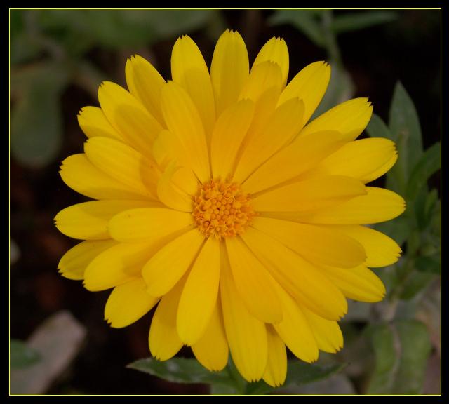 Yellow Flower