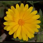 Yellow Flower