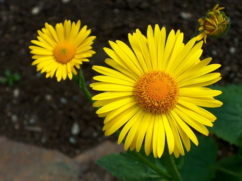 Yellow flower