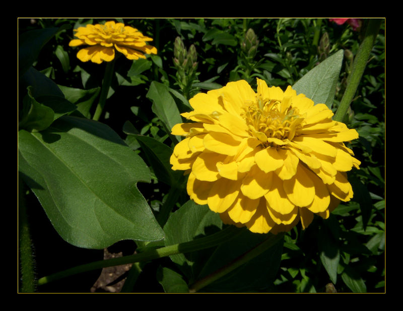 Yellow Flower