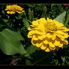 Yellow Flower