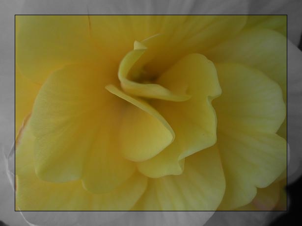 Yellow Flower