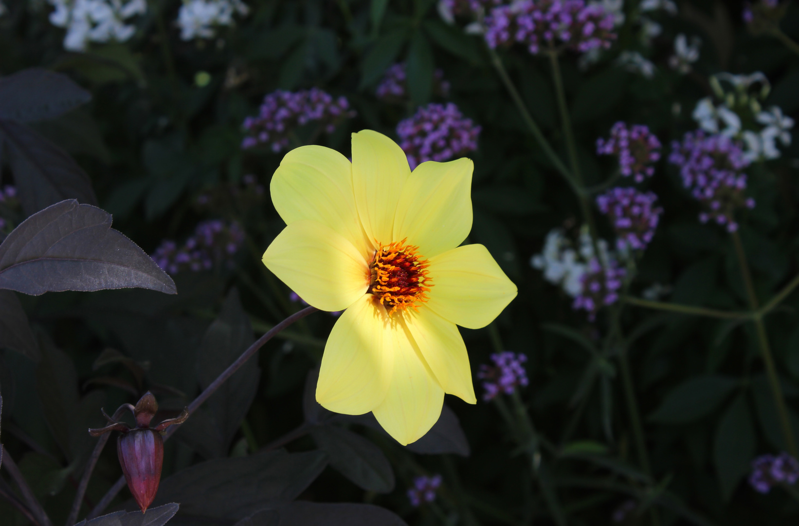 Yellow flower