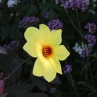 Yellow flower