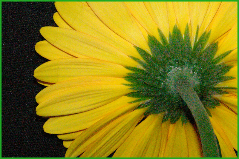 yellow flower