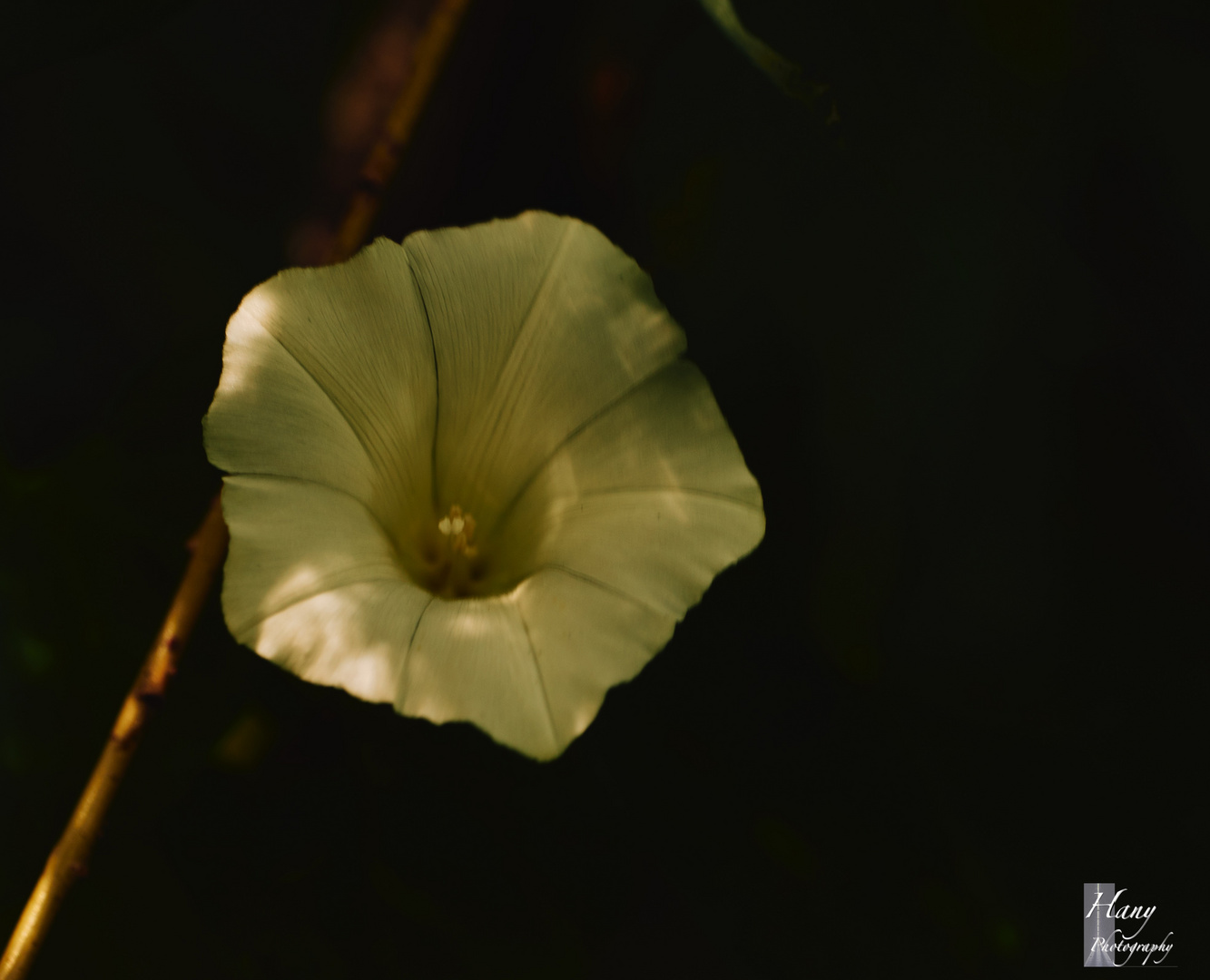 Yellow Flower 