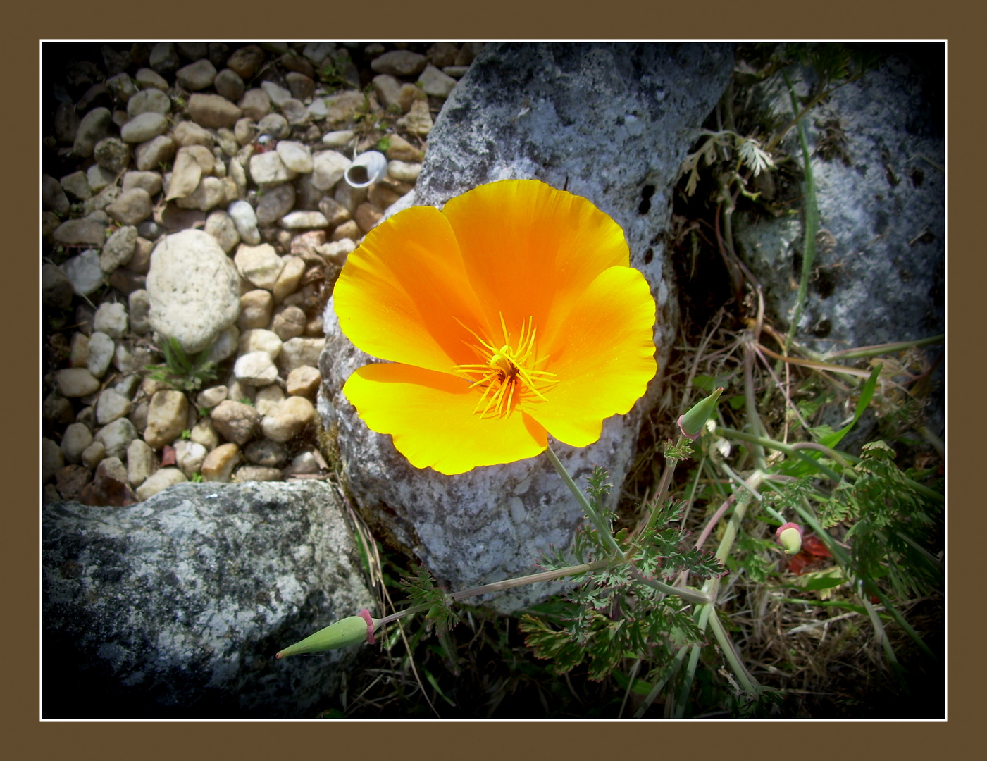 Yellow flower