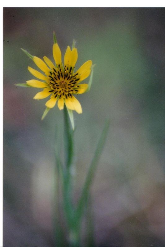 Yellow flower