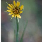 Yellow flower