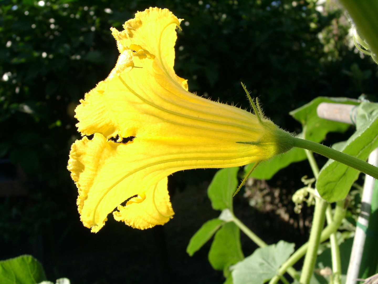 yellow flower