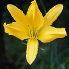 yellow Flower