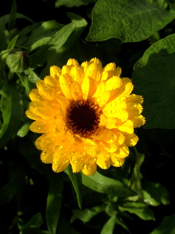 yellow flower