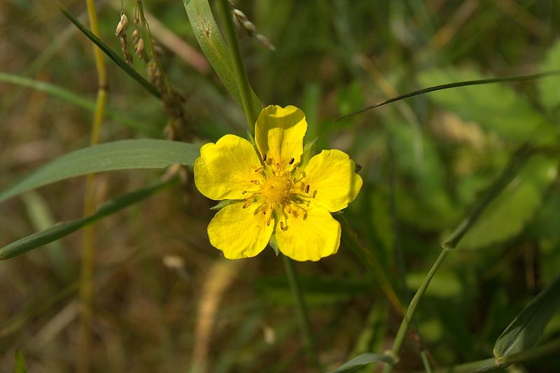 Yellow flower