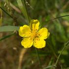 Yellow flower