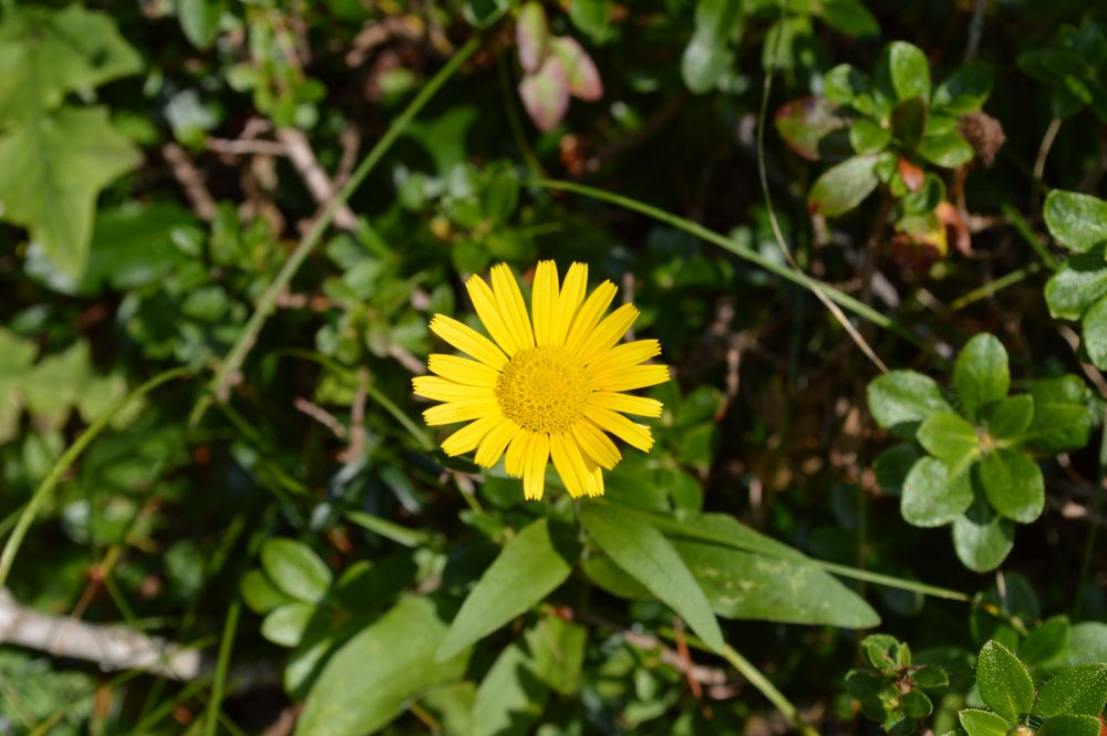 yellow flower