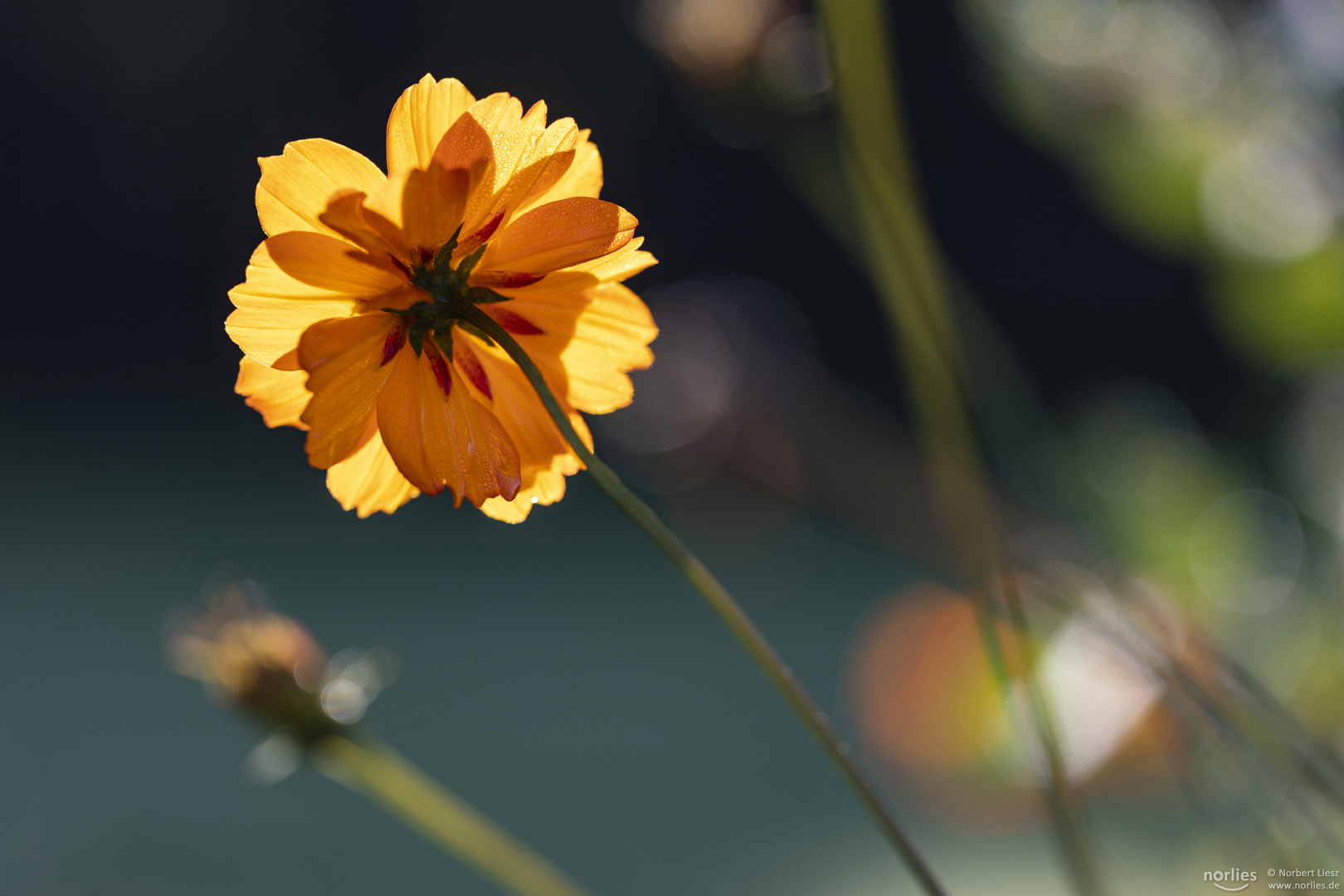 yellow flower