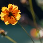 yellow flower