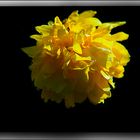 yellow flower