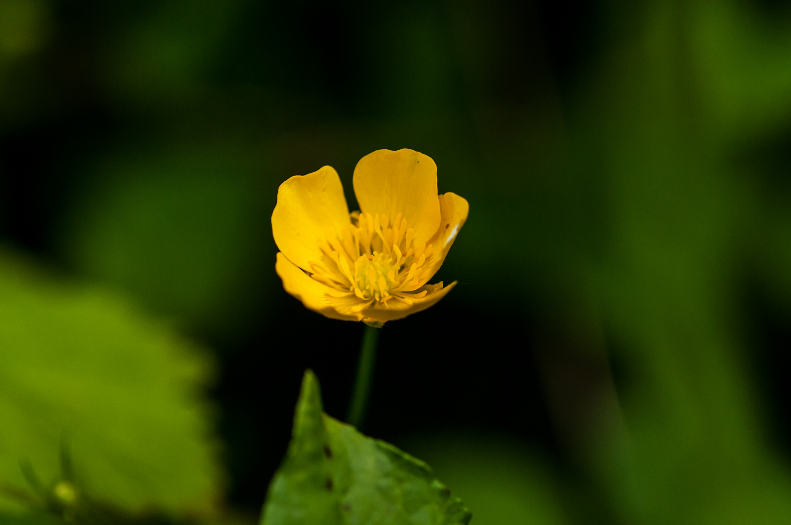 Yellow Flower