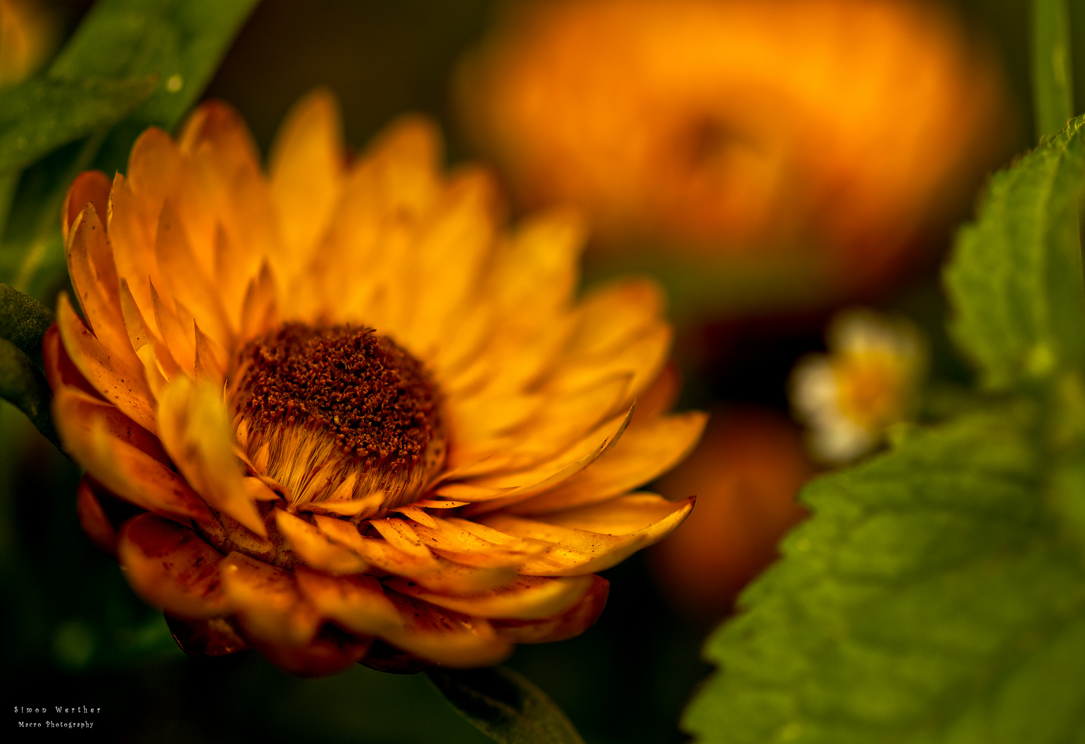 Yellow flower