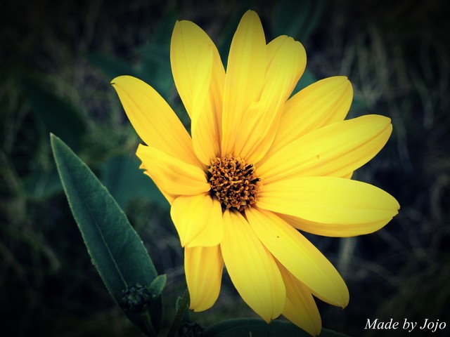 Yellow Flower