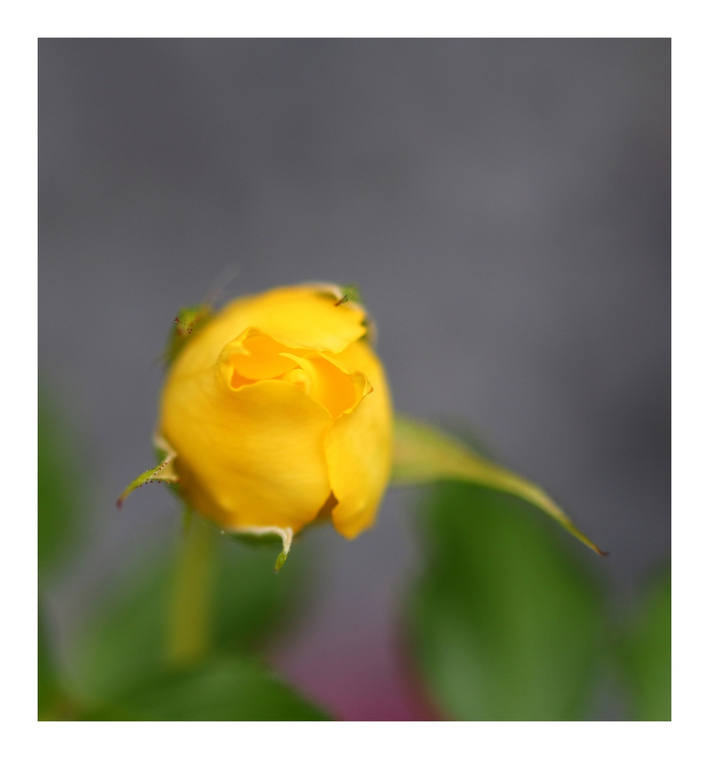 yellow flower