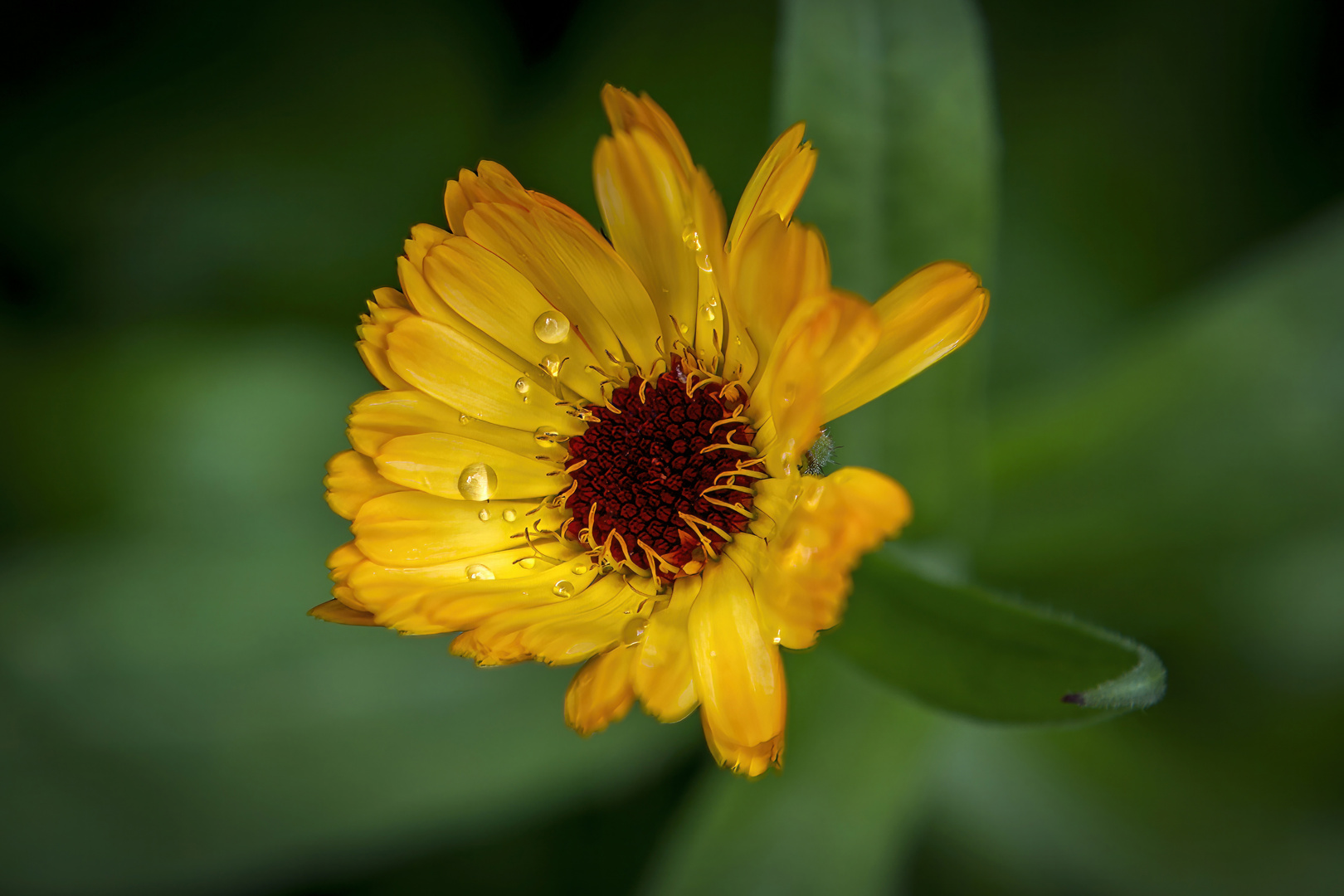 yellow flower after the rain