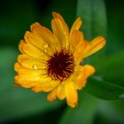 yellow flower after the rain