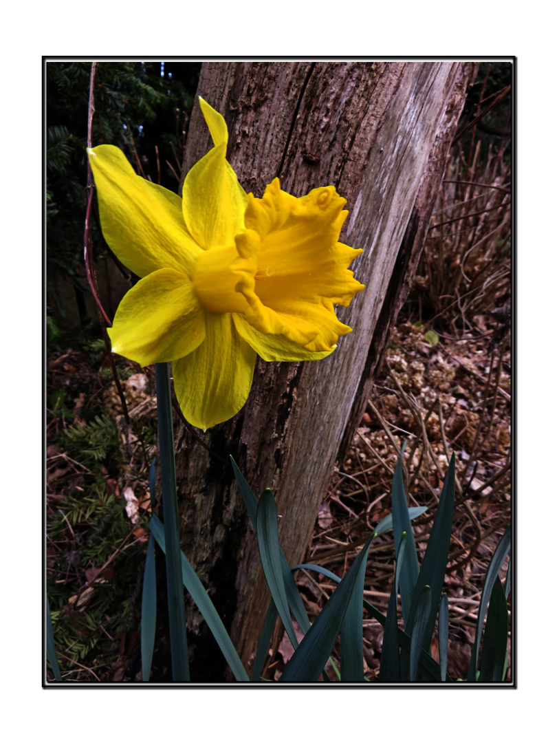 yellow flower