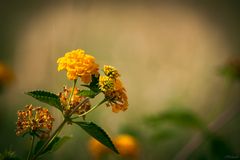 Yellow Flower