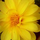 Yellow flower; beach & sun