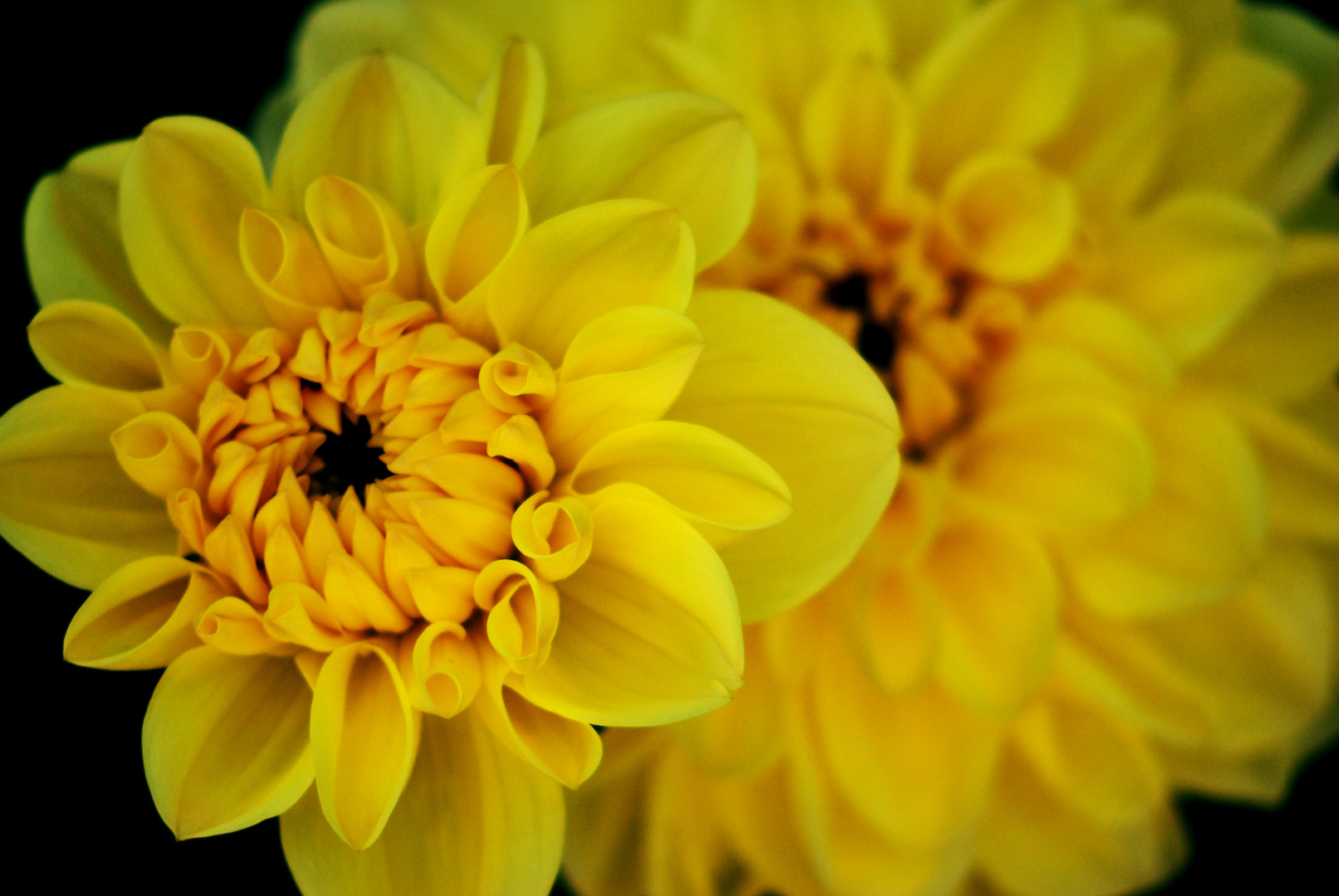 Yellow Flower