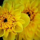 Yellow Flower